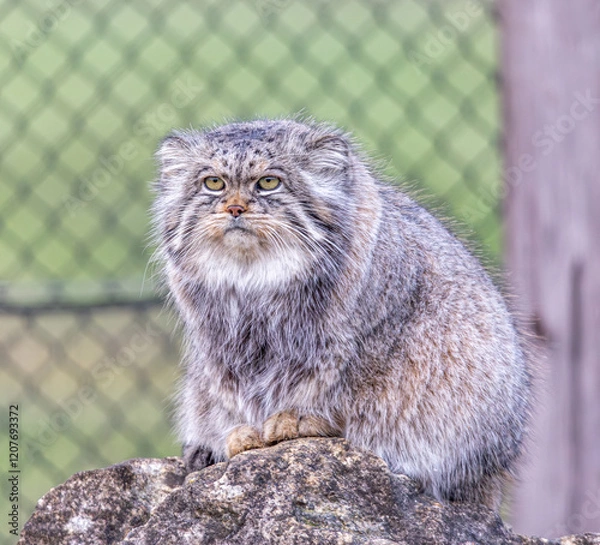Obraz pallas cat