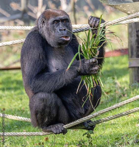 Obraz feeding gorilla