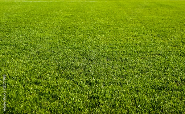 Obraz Green Grass Field
