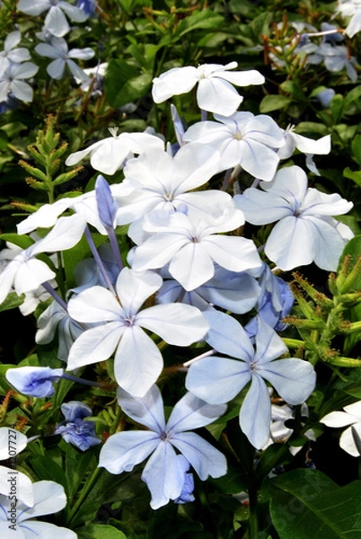 Obraz White Flowers 1