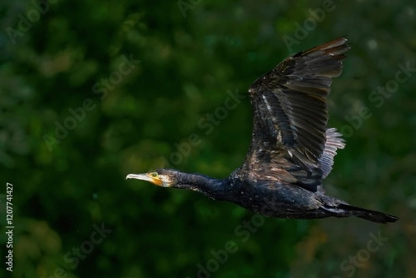 Fototapeta Great cormorant (Phalacrocorax carbo) in flight against green background. Bird in flight.