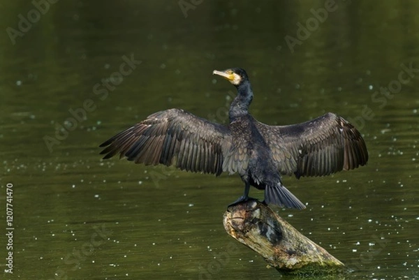 Fototapeta Great cormorant (Phalacrocorax carbo) sits on branch and dries its wings on the wind.
