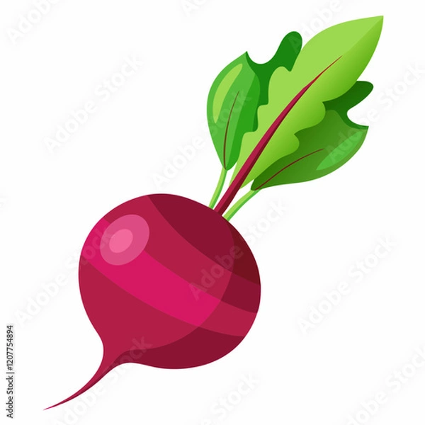 Fototapeta Beetroot vector illustration white background