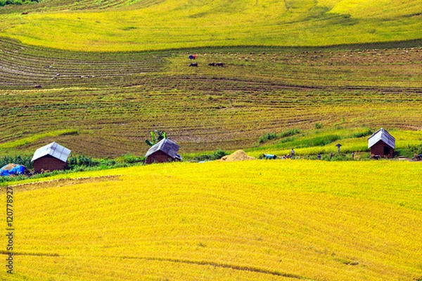 Obraz Beautiful terraced rice fields in Vietnam