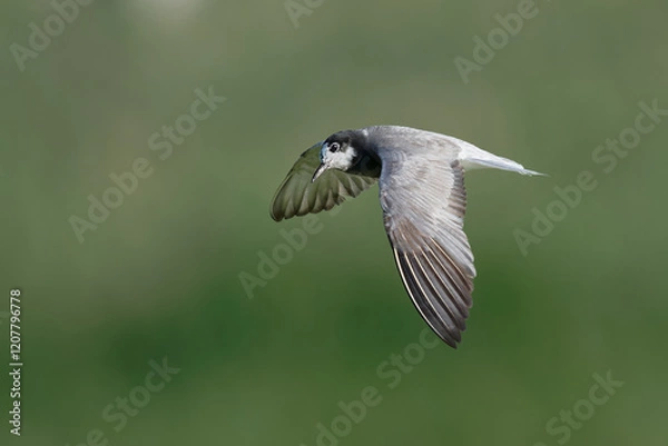 Fototapeta Black Tern (Chlidonias nigra) in flight on green background. Bird in flight.