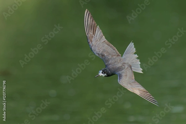 Fototapeta Black Tern (Chlidonias nigra) in flight on green background. Bird in flight.