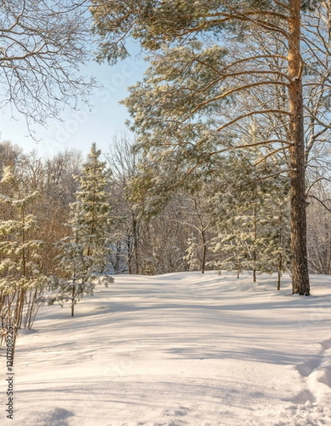 Fototapeta Forest on a sunny winter day