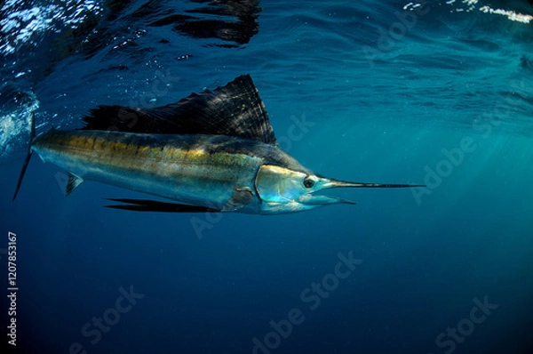Obraz Sailfish swimming in ocean