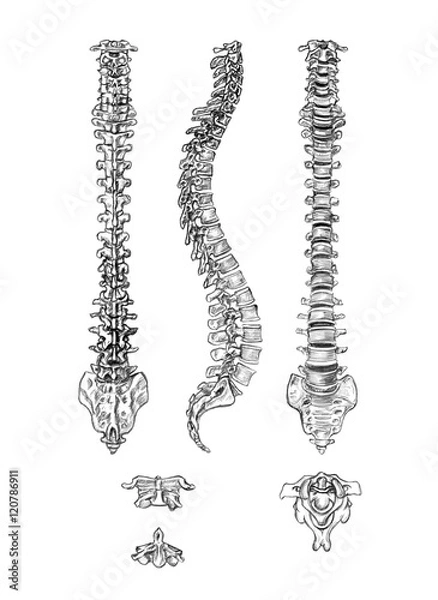 Fototapeta Hand drawn medical illustration drawing with imitation of lithography: Spine (4 angles) and vertebrae 
