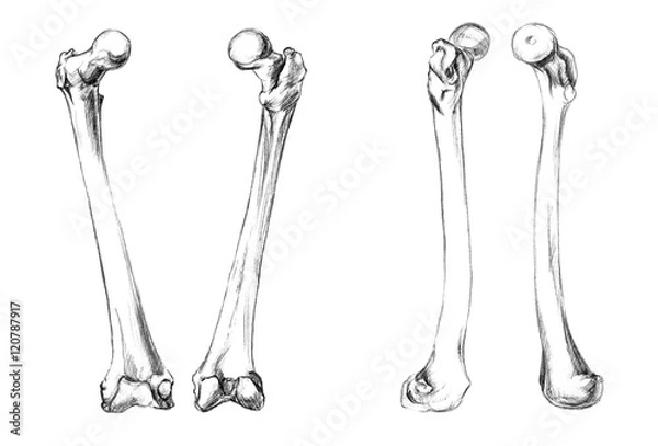 Fototapeta Hand drawn medical illustration drawing with imitation of lithography: Bones of legs (femur)