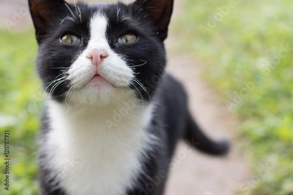 Obraz Black cat with white breast looks up with eyes that ask