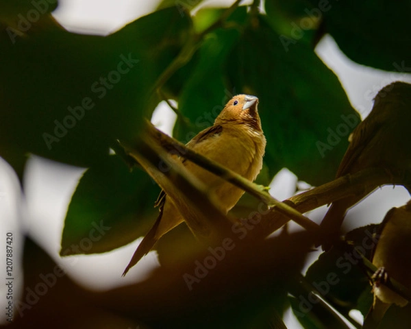Fototapeta Little yellow bird in a tree in Niamey Niger
