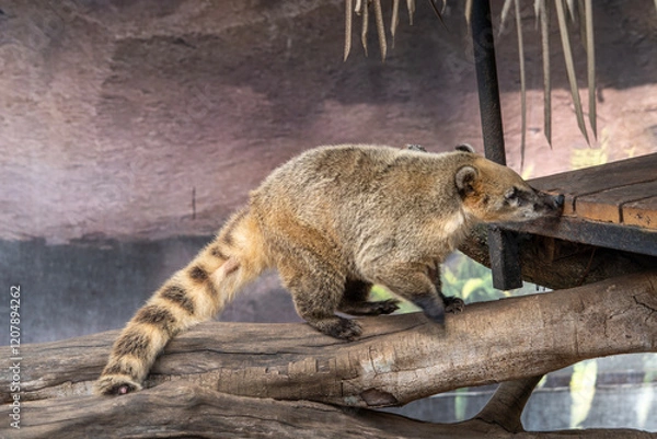 Obraz Quati or Coati(Nasua). Is a mammal of the order Carnivore, family Procyonidae and genus Nasua. The group is distributed from Arizona to northern Argentina.