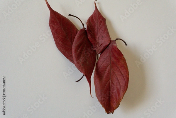 Obraz  Autumn Leaves