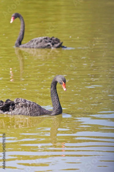 Fototapeta Black swam