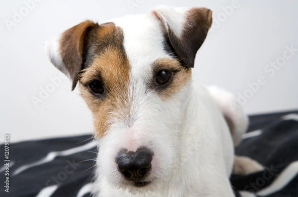 Fototapeta dog portrait