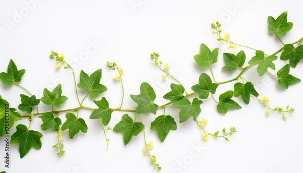 Fototapeta 초록색 덩굴이 그래프 선을 따라 뻗어나가는 디자인, 덩굴마다 작은 꽃이 피어남