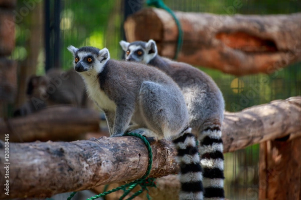 Fototapeta Two lemurs on branch.