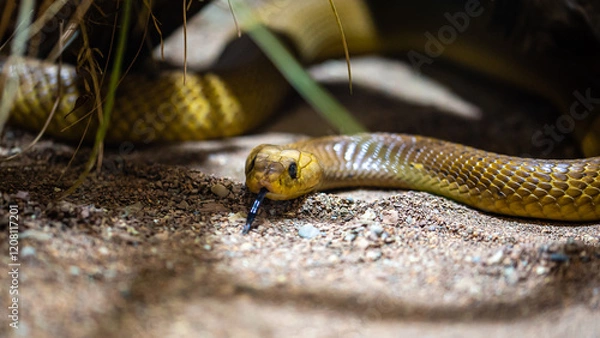 Fototapeta Kapkobra_01