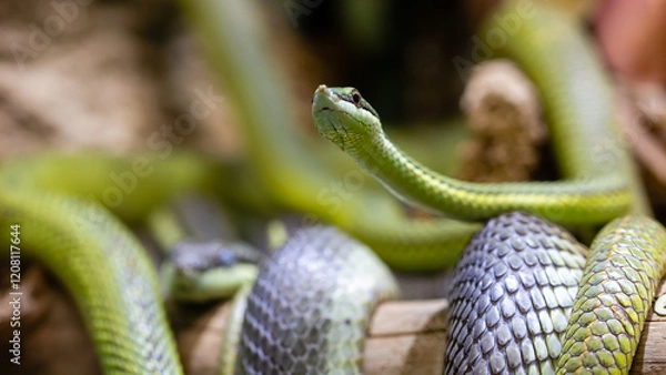 Obraz Langnasen Natter_02