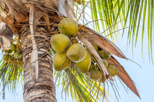 Obraz Cocotier
Cocotier à l'île de la Réunion.