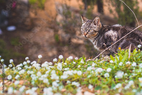 Obraz cat in the grass