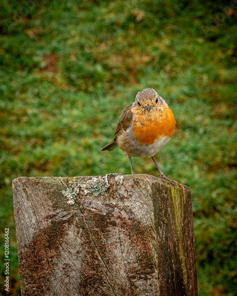 Obraz red-breasted bird posing in nature - Robin 