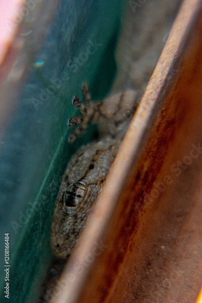 Obraz lizard hiding on the window ledge
