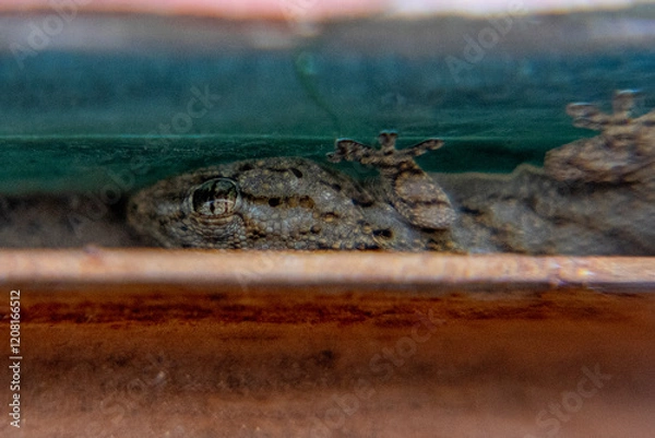 Obraz lizard hiding on the window ledge