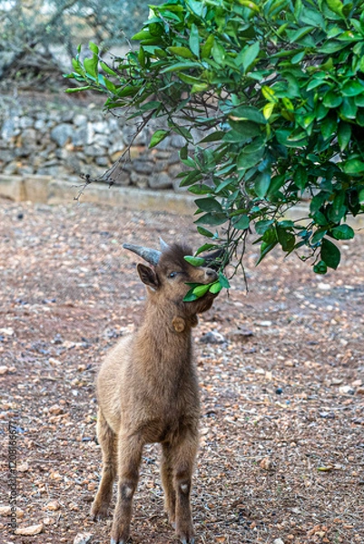 Obraz Goat eating from a tree - selective focus