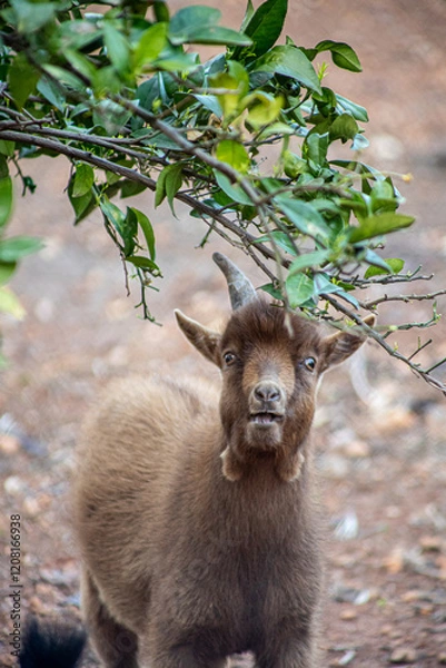 Obraz Goat eating from a tree - selective focus