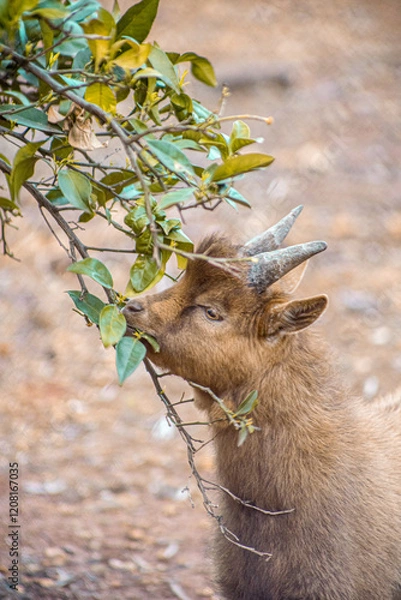 Obraz Goat eating from a tree - selective focus