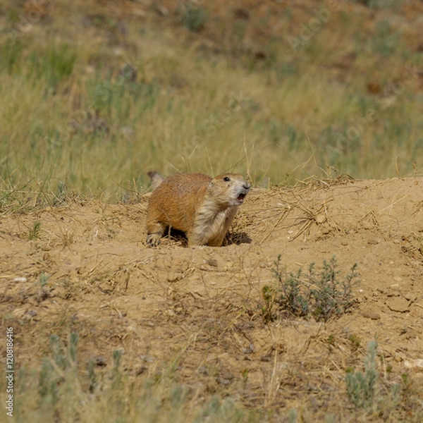 Obraz prairie, dog