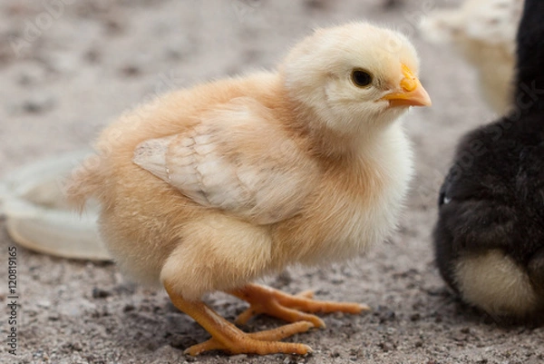 Fototapeta Chick