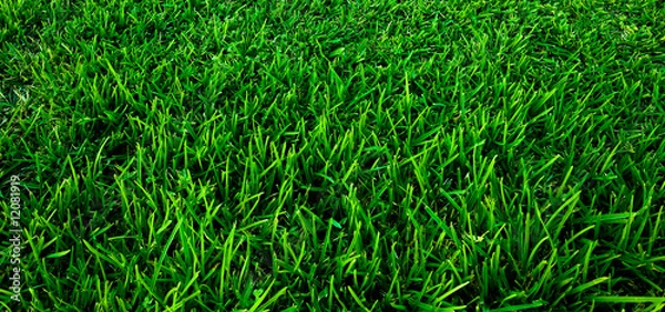 Fototapeta Green Grass Background