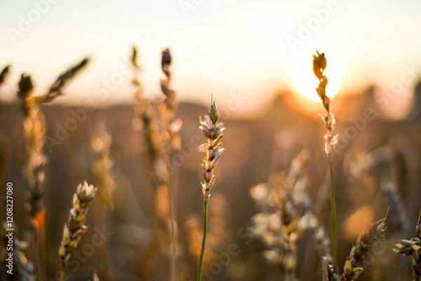 Fototapeta spikelet fields of wheat