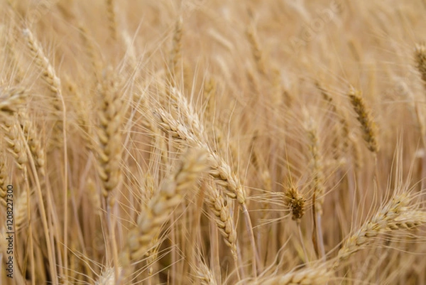 Fototapeta spikelet fields of wheat