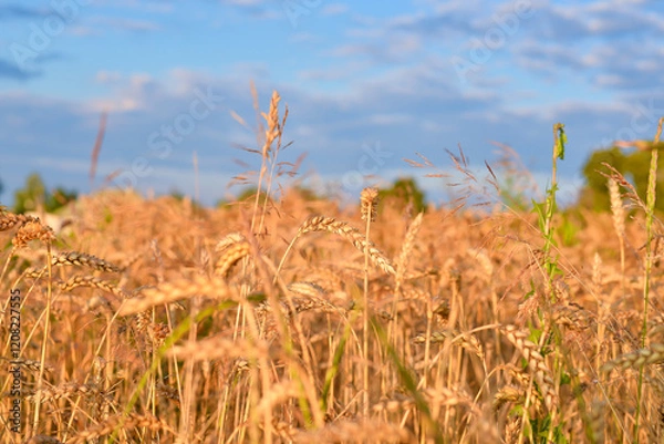 Fototapeta spikelet fields of wheat