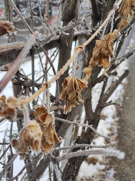 Obraz Frozen brown leaves on fence