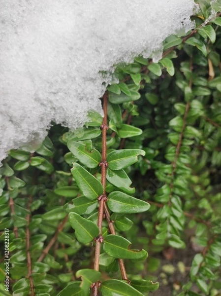 Obraz Indian cluster berry (Lonicera ligustrina) green leaves under the snow