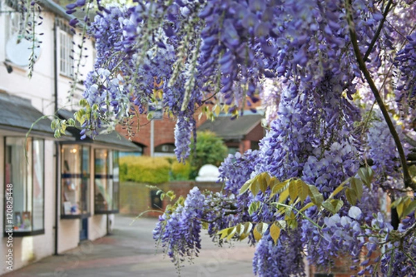 Fototapeta Wisteria, White Lion Walk, Banbury - Oxfordshire, UK. One of the oldest in the country and in the 1920s it was known as the longest. Shopping walk in soft focus through wisteria.