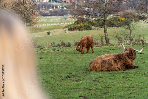 Fototapeta Two Highland cattle in a grassy field—one grazing, the other resting with large curved horns. A blurred person watches in the foreground. Rural landscape with trees, fencing, and rolling hills.