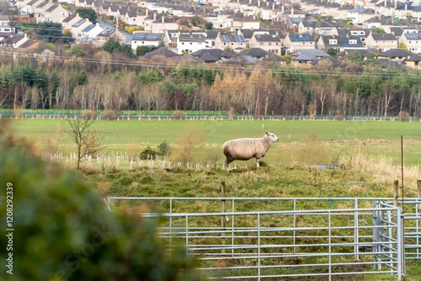 Fototapeta A single sheep stands on a grassy hill, enclosed by a metal fence, with a suburban town in the background. The rural foreground contrasts with the modern houses and solar panels beyond.