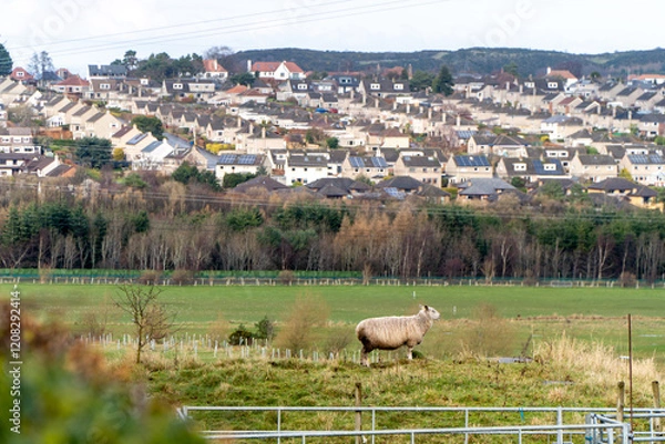 Fototapeta A lone sheep stands on a grassy hill, overlooking a suburban town with solar-paneled houses. The rural landscape contrasts with the modern residential area in the background.