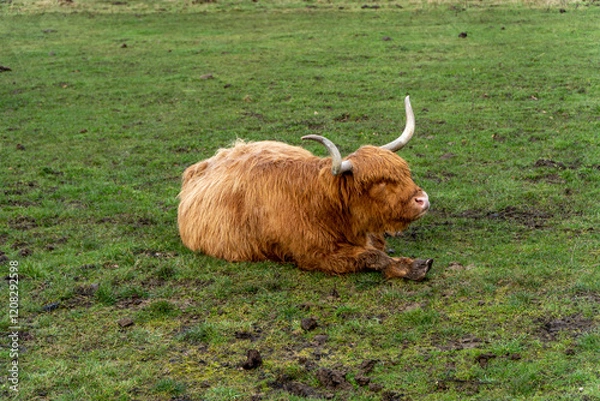 Fototapeta A Highland cow with long, thick fur and curved horns rests on a green field. Its eyes are hidden beneath its shaggy coat, creating a peaceful, rustic scene in the countryside.