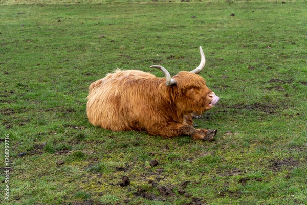 Fototapeta A Highland cow with long, shaggy fur and curved horns rests on a grassy field, licking its nose. The muddy terrain and overcast lighting add to the rustic, natural atmosphere.