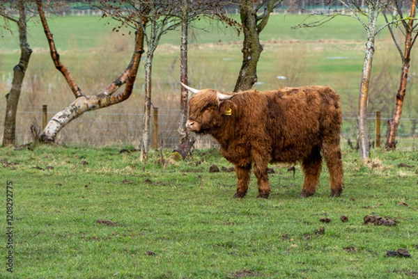 Fototapeta A young, ginger Highland cow with shaggy fur and curved horns stands on green grass near leafless trees, wearing a yellow ear tag in a serene, rural landscape.