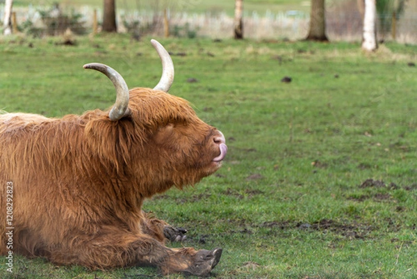 Fototapeta A ginger Highland cow with long horns and shaggy fur sits on green grass, sticking its tongue out playfully in a peaceful, rural setting with trees and a blurred background.