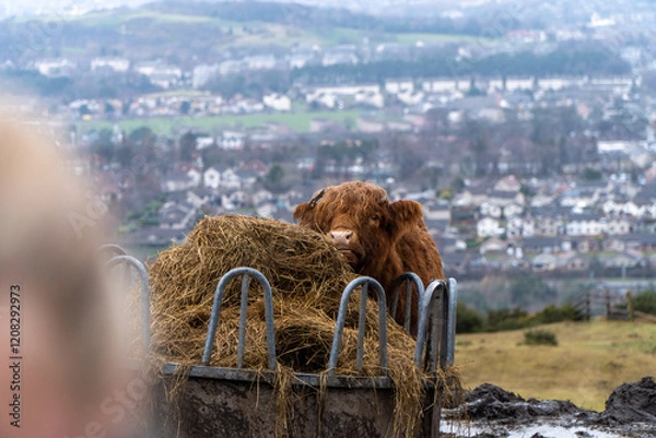 Fototapeta A Highland cow with shaggy reddish-brown fur feeds on a large pile of hay in a metal feeder, set against a backdrop of a town and rolling green hills under a cloudy sky.