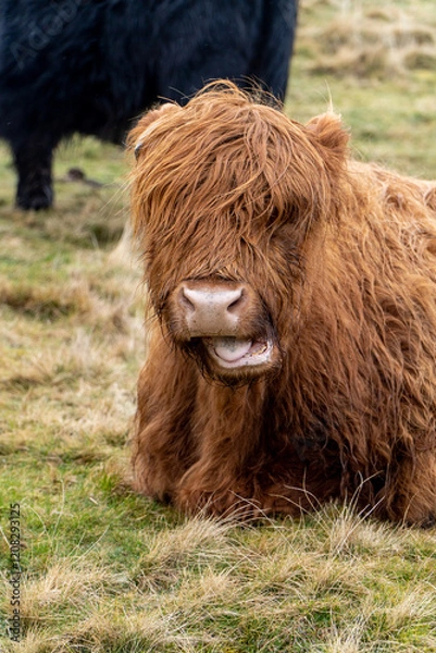 Fototapeta A Highland cow with shaggy, reddish-brown fur sits on grassy terrain, mouth slightly open revealing its teeth and tongue. A black cow stands blurred in the background.